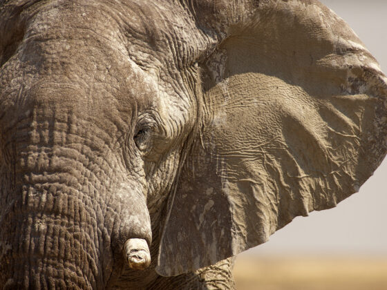 Animales