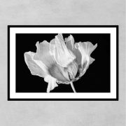 floral 4357 1