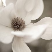 Monochrome Japanese Magnolia Bloom shot Macro
