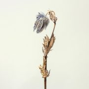 Dried blue thistle flower