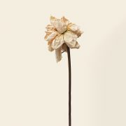 Dried white rose flower  on a beige background